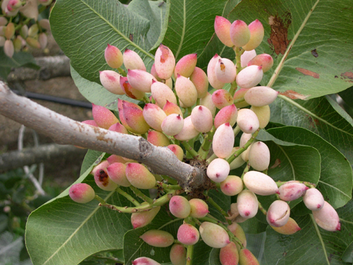 Bronte pistachio grove