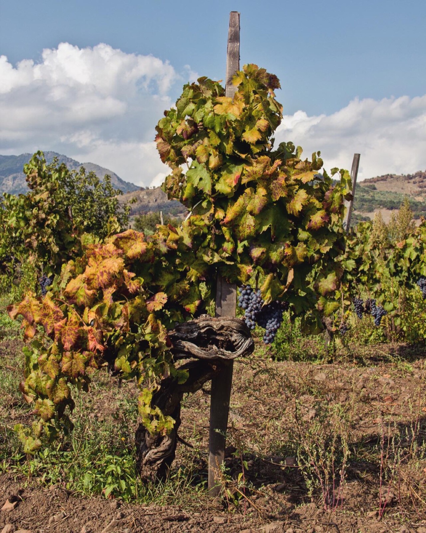 Etna vineyards